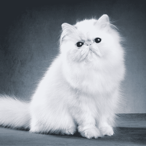 Persian Cats