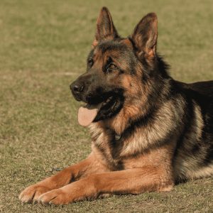 German Shepherd