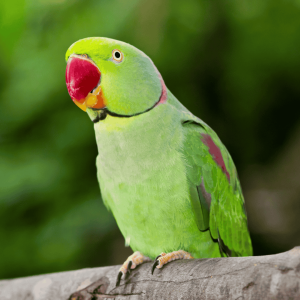 Parrot